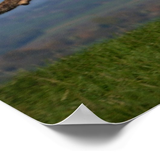 Rescue Dog Greyhound Sighthound Brindled Lurcher Poster (Ecke)