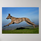 Rescue Dog Greyhound Sighthound Brindled Lurcher Poster (Vorne)