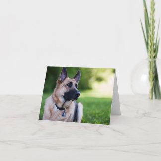 Rescue Dog "Link" Karte