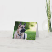 Rescue Dog "Link" Karte (Vorderseite)