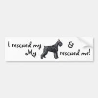 Rescue Giant Schnauzer