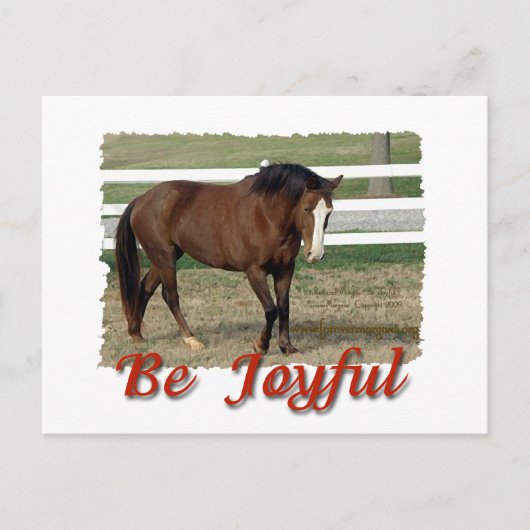 Rescuted Morgan Horse: Sei froh Postkarte (Vorderseite)