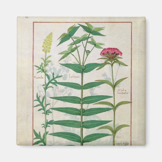 Reseda, Euphorbia und Dianthus Magnet (Vorne)