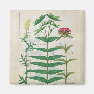 Reseda, Euphorbiengummi und Dianthus Magnet