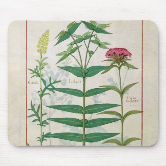 Reseda, Euphorbiengummi und Dianthus Mousepad (Vorne)