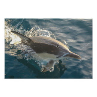 Resident Rider Fotodruck