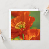 Respektvoller Roter Mohn Karte (Vorderseite/Rückseite Beispiel)