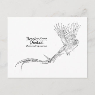 Resplendant Quetzal Postkarte