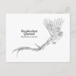 Resplendant Quetzal Postkarte