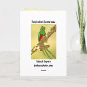 Resplendent Quetzalmann Karte (Rückseite)