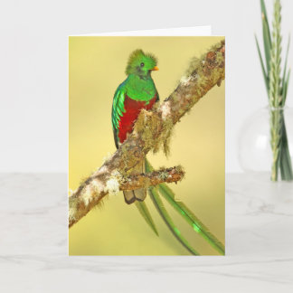 Resplendent Quetzalmann Karte