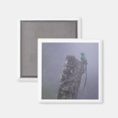 Resplendenter Quetzal-2x2-Magnet Magnet (Vorderseite/Rückseite)