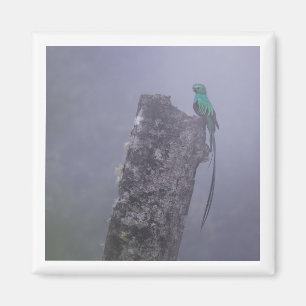 Resplendenter Quetzal-2x2-Magnet Magnet