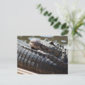 Restalligator Postkarte (Stehend Vorderseite)