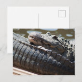Restalligator Postkarte (Vorne/Hinten)