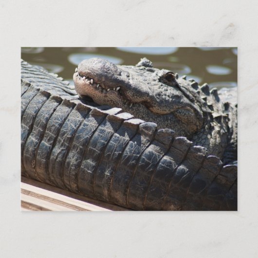 Restalligator Postkarte (Vorderseite)