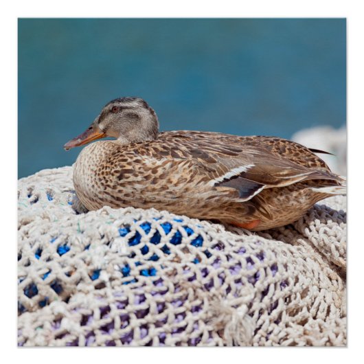 Restente Poster (Vorderseite)