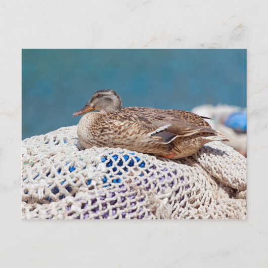Restente Postkarte (Vorderseite)