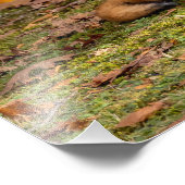 Restfallfox Fotodruck (Ecke)