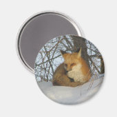 Restfuchs Magnet (Vorderseite/Rückseite)