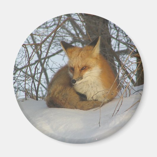 Restfuchs Magnet (Vorne)