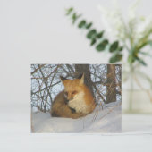 Restfuchs Postkarte (Stehend Vorderseite)