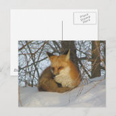 Restfuchs Postkarte (Vorne/Hinten)