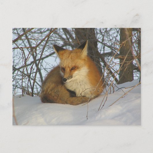 Restfuchs Postkarte (Vorderseite)