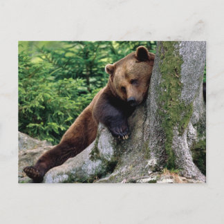 Restful Brown Bar Wildlife Series # 10 Postcard Postkarte
