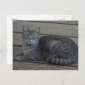 Restgraukatze Postkarte (Vorne/Hinten)