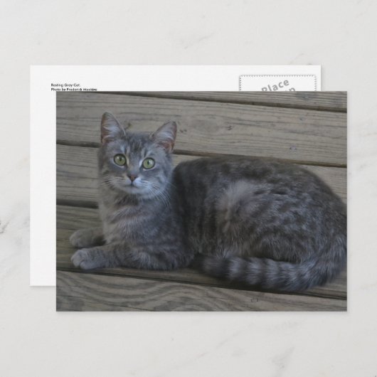 Restgraukatze Postkarte (Vorne/Hinten)