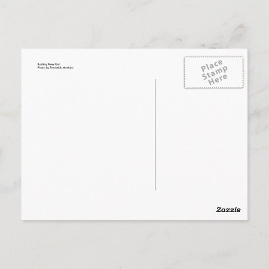 Restgraukatze Postkarte (Rückseite)