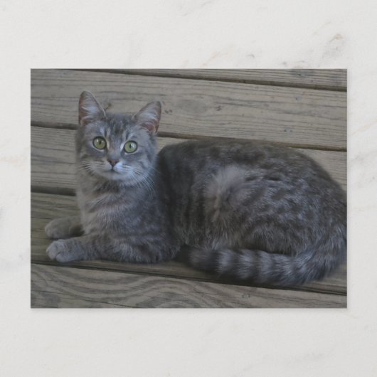 Restgraukatze Postkarte (Vorderseite)