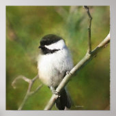 Resting Chickadee Poster (Vorne)