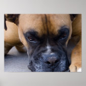Resting Dog Boxer Poster (Vorne)