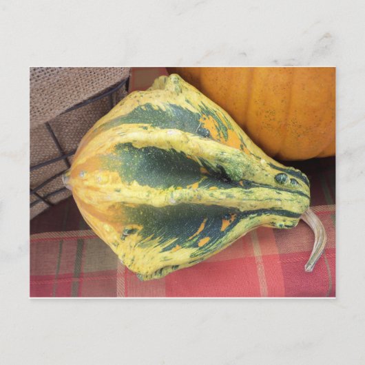 Resting Gourd Postkarte (Vorderseite)