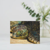 Resting Hawaiian Green Sea Turtle (Honu) Postcard Postkarte (Stehend Vorderseite)