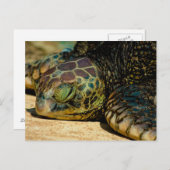 Resting Hawaiian Green Sea Turtle (Honu) Postcard Postkarte (Vorne/Hinten)