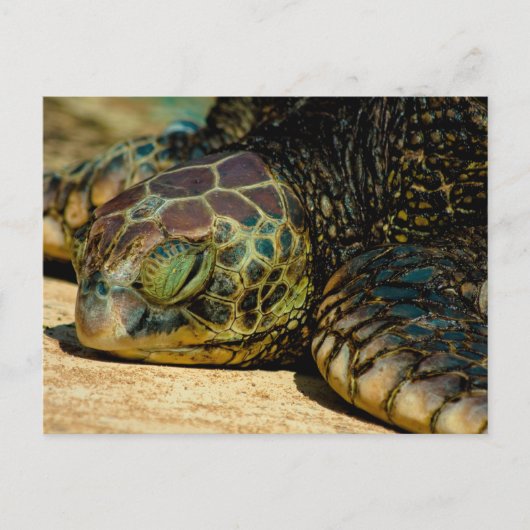 Resting Hawaiian Green Sea Turtle (Honu) Postcard Postkarte (Vorderseite)