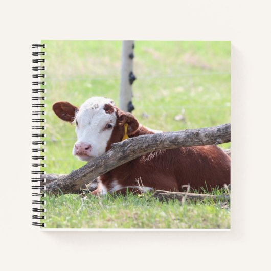 Resting Hereford Calf Notizblock (Vorderseite)