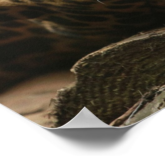 Resting Jaguar Poster (Ecke)