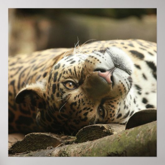 Resting Jaguar Poster (Vorne)