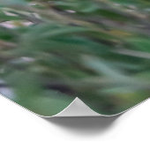 Resting Lioness in African Safari Poster (Ecke)