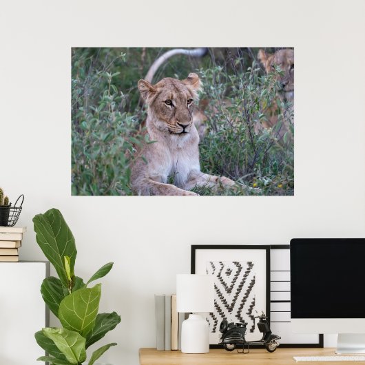 Resting Lioness in African Safari Poster (Heimbüro)