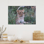 Resting Lioness in African Safari Poster (Küche)