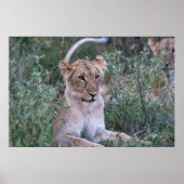 Resting Lioness in African Safari Poster (Vorne)