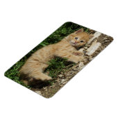 Resting Tabby Baby Magnet (Linke Seite)