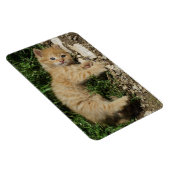 Resting Tabby Baby Magnet (Rechte Seite)