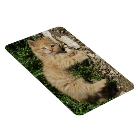 Resting Tabby Baby Magnet (Rechte Seite)