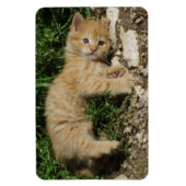 Resting Tabby Baby Magnet (Vertikal)